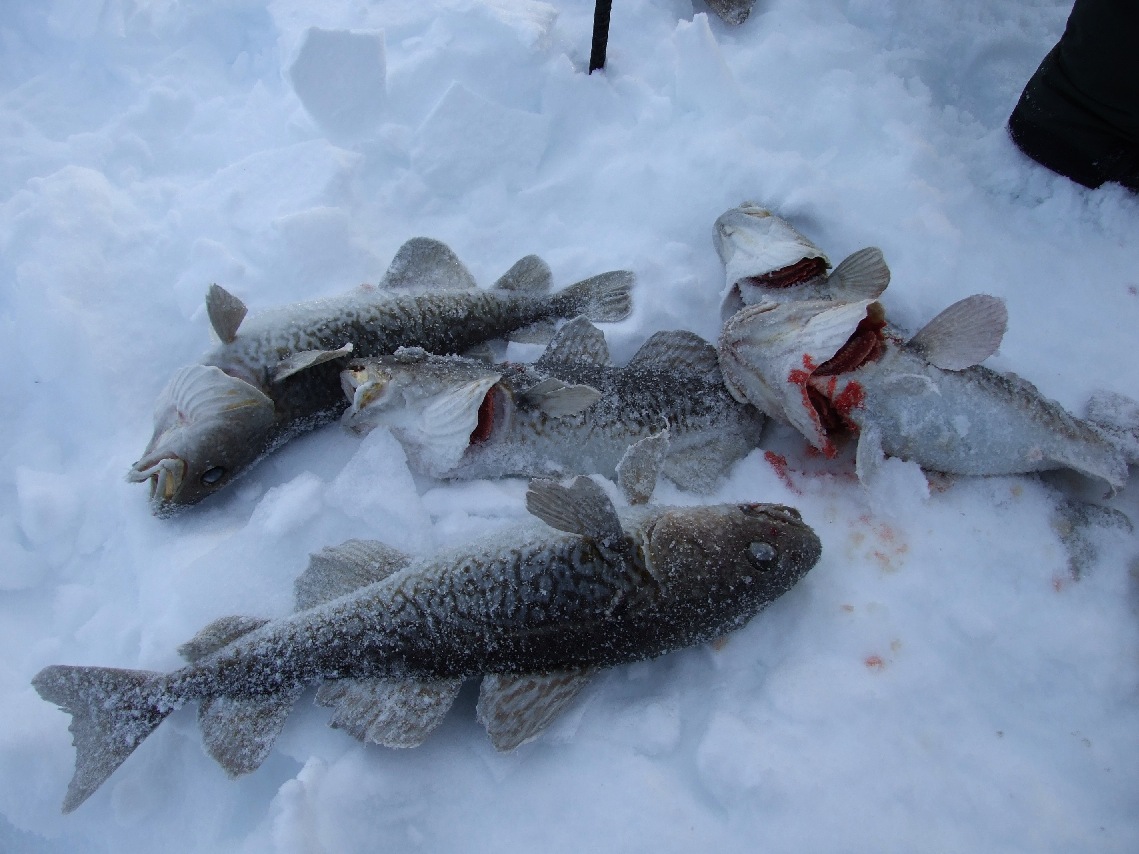 Kimmirut BluePrintForLife.ca